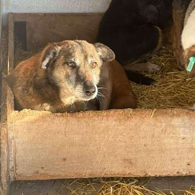 Tierschutzhunde suchen ein Zuhause-Beitrag-Bild