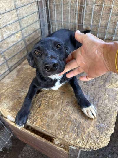 Tierschutzhunde suchen ein Zuhause-Beitrag-Bild