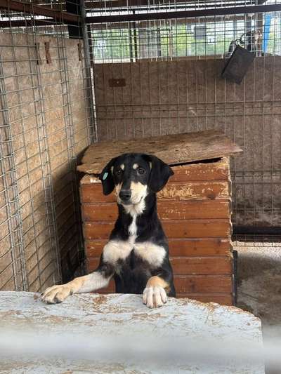 Tierschutzhunde suchen ein Zuhause-Beitrag-Bild
