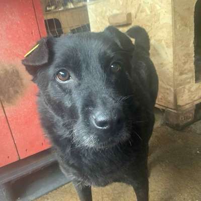 Tierschutzhunde suchen ein Zuhause-Beitrag-Bild