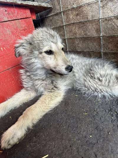 Tierschutzhunde suchen ein Zuhause-Beitrag-Bild