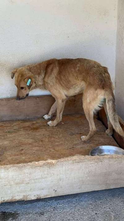 Tierschutzhunde suchen ein Zuhause-Beitrag-Bild