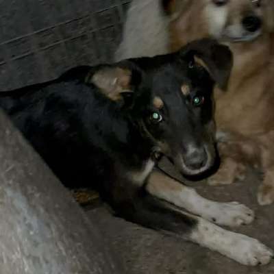 Tierschutzhunde suchen ein Zuhause-Beitrag-Bild