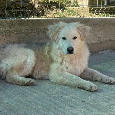 Tierschutzhunde suchen ein Zuhause-Beitrag-Bild