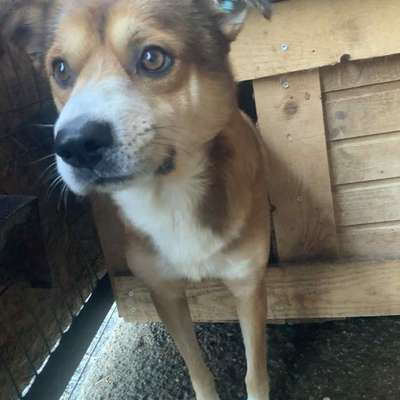 Tierschutzhunde suchen ein Zuhause-Beitrag-Bild