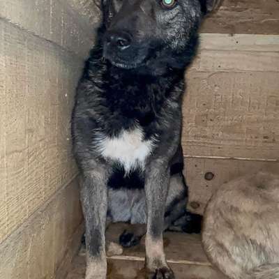 Tierschutzhunde suchen ein Zuhause-Beitrag-Bild