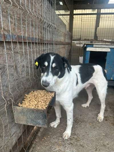 Tierschutzhunde suchen ein Zuhause-Beitrag-Bild