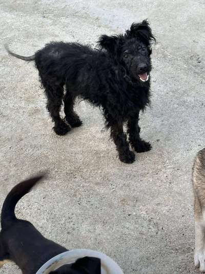 Tierschutzhunde suchen ein Zuhause-Beitrag-Bild