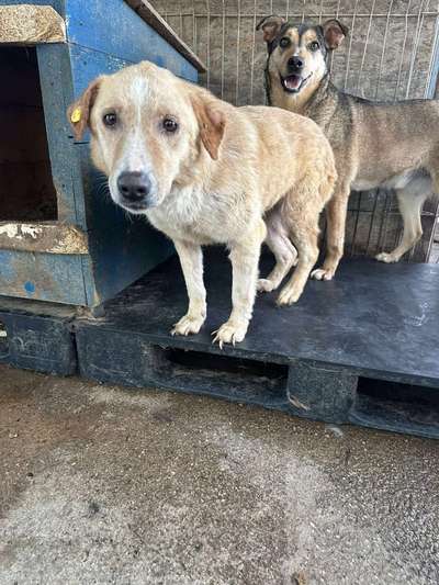 Tierschutzhunde suchen ein Zuhause-Beitrag-Bild
