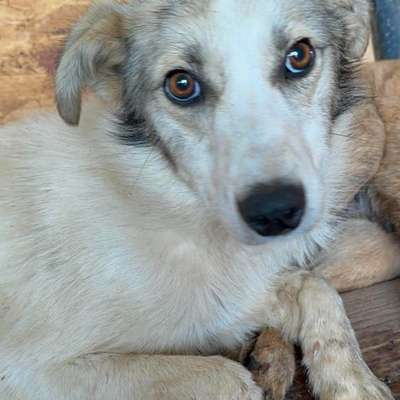 Tierschutzhunde suchen ein Zuhause-Beitrag-Bild