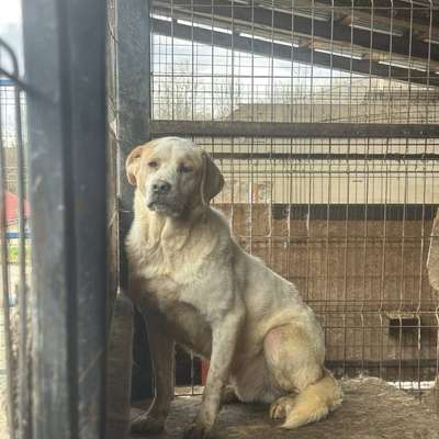 Tierschutzhunde suchen ein Zuhause-Beitrag-Bild