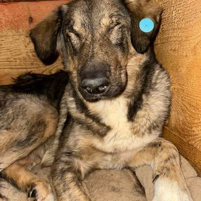 Tierschutzhunde suchen ein Zuhause-Beitrag-Bild