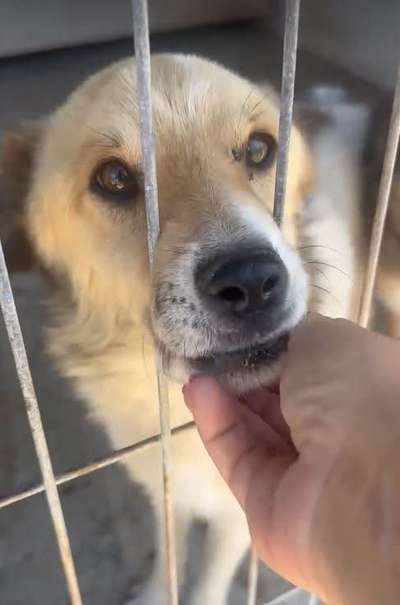 Tierschutzhunde suchen ein Zuhause-Beitrag-Bild