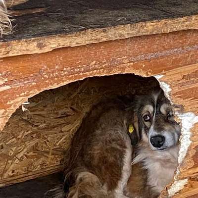 Tierschutzhunde suchen ein Zuhause-Beitrag-Bild