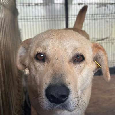 Tierschutzhunde suchen ein Zuhause-Beitrag-Bild