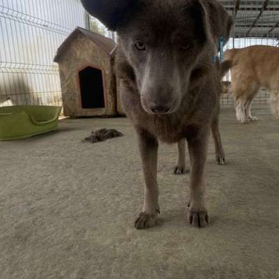 Tierschutzhunde suchen ein Zuhause-Beitrag-Bild