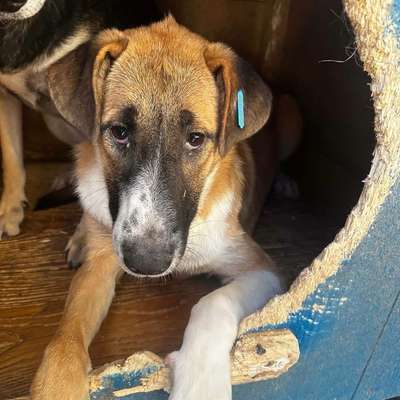 Tierschutzhunde suchen ein Zuhause-Beitrag-Bild