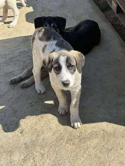 Tierschutzhunde suchen ein Zuhause-Beitrag-Bild