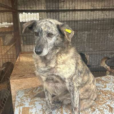 Tierschutzhunde suchen ein Zuhause-Beitrag-Bild