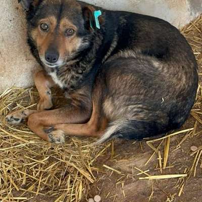Tierschutzhunde suchen ein Zuhause-Beitrag-Bild