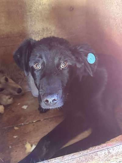 Tierschutzhunde suchen ein Zuhause-Beitrag-Bild