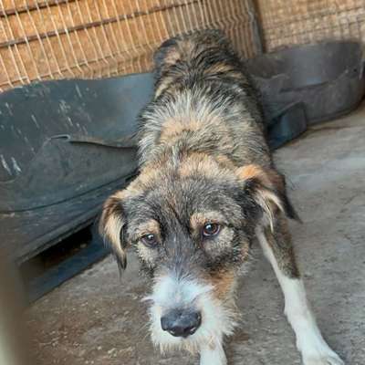 Tierschutzhunde suchen ein Zuhause-Beitrag-Bild