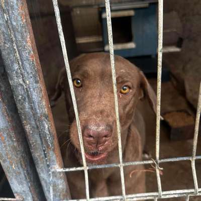 Tierschutzhunde suchen ein Zuhause-Beitrag-Bild