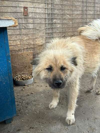 Tierschutzhunde suchen ein Zuhause-Beitrag-Bild