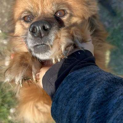 Tierschutzhunde suchen ein Zuhause-Beitrag-Bild