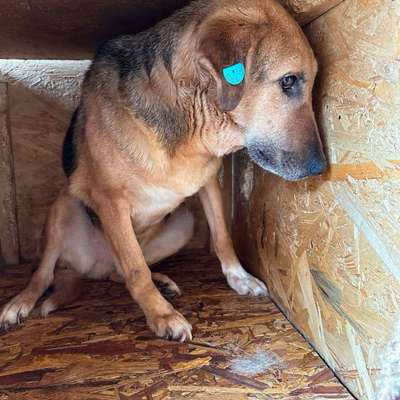 Tierschutzhunde suchen ein Zuhause-Beitrag-Bild