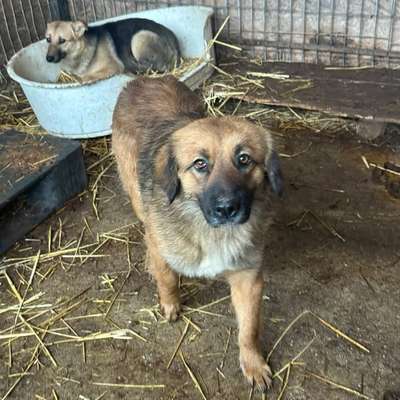 Tierschutzhunde suchen ein Zuhause-Beitrag-Bild