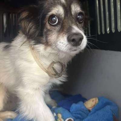 Tierschutzhunde suchen ein Zuhause-Beitrag-Bild