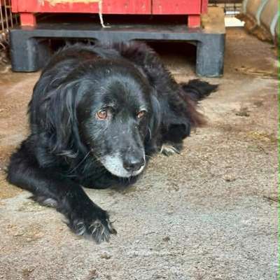 Tierschutzhunde suchen ein Zuhause-Beitrag-Bild