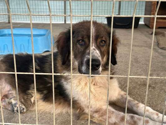 Tierschutzhunde suchen ein Zuhause-Beitrag-Bild