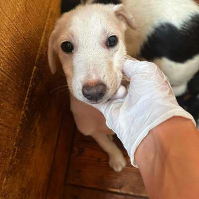 Tierschutzhunde suchen ein Zuhause-Beitrag-Bild
