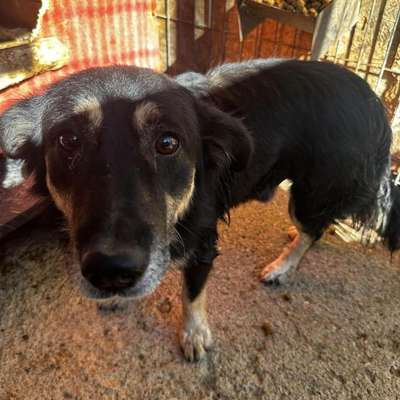 Tierschutzhunde suchen ein Zuhause-Beitrag-Bild