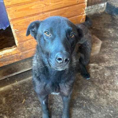Tierschutzhunde suchen ein Zuhause-Beitrag-Bild
