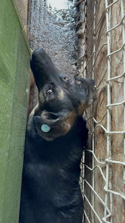 Tierschutzhunde suchen ein Zuhause-Beitrag-Bild