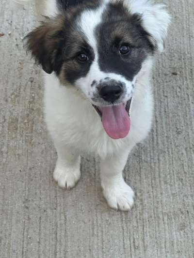 Tierschutzhunde suchen ein Zuhause-Beitrag-Bild