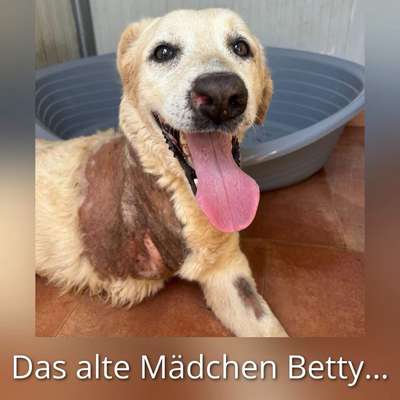 Tierschutzhunde suchen ein Zuhause-Beitrag-Bild
