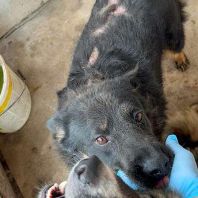 Tierschutzhunde suchen ein Zuhause-Beitrag-Bild