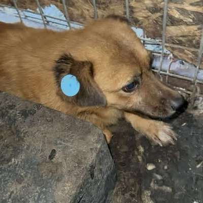 Tierschutzhunde suchen ein Zuhause-Beitrag-Bild