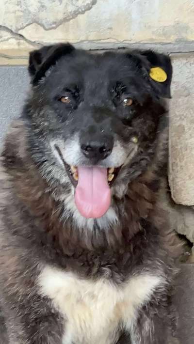 Tierschutzhunde suchen ein Zuhause-Beitrag-Bild