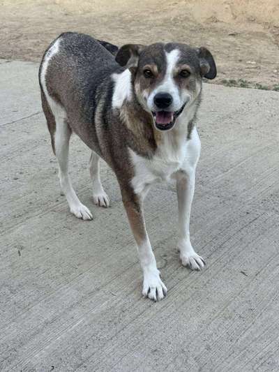 Tierschutzhunde suchen ein Zuhause-Beitrag-Bild