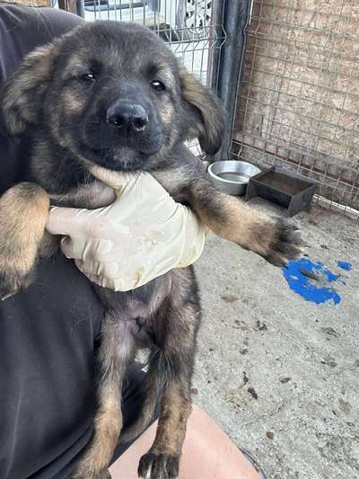 Tierschutzhunde suchen ein Zuhause-Beitrag-Bild