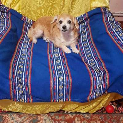 Tierschutzhunde suchen ein Zuhause-Beitrag-Bild