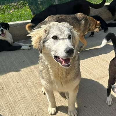 Tierschutzhunde suchen ein Zuhause-Beitrag-Bild