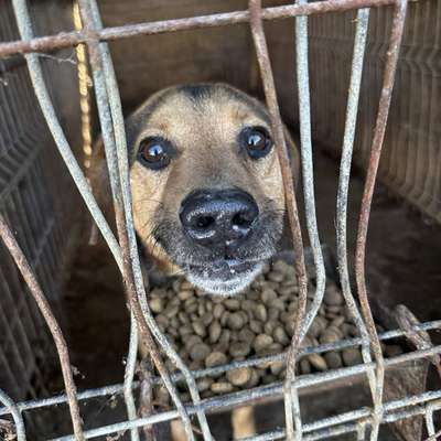 Tierschutzhunde suchen ein Zuhause-Beitrag-Bild