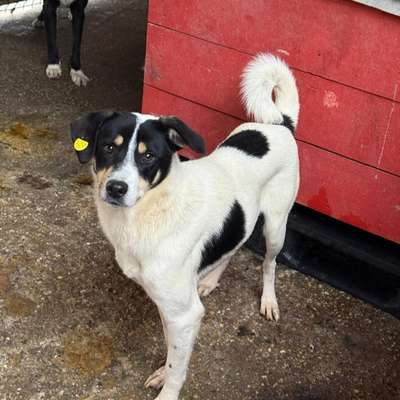 Tierschutzhunde suchen ein Zuhause-Beitrag-Bild