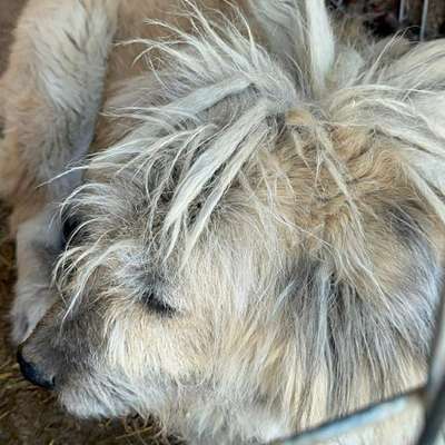 Tierschutzhunde suchen ein Zuhause-Beitrag-Bild